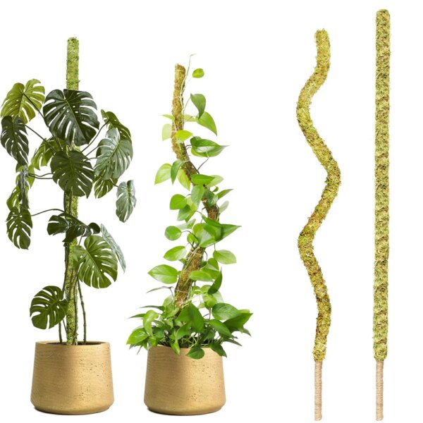القطب الطحلب انحناء اليدوية للنباتات ، Monstera ، حصص النبات ضئيلة للنباتات الداخلية ، الطحلب الحقيقي ، تسلق النبات ، 1 قطعة
