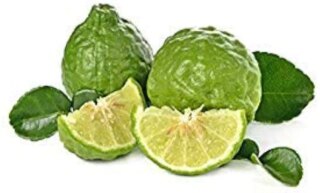 بذور إنبات: 20 بذرة Ambrosial Kaffir Lime Essential Oil (Citrus Hystrix) طبيعي 100%