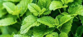 1000 بذرة من بلسم الليمون ميليسا أوفيسيناليس